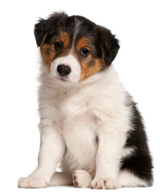 Puppy Weight Calculator - How Big Will My Dog Get? - Pet News Daily